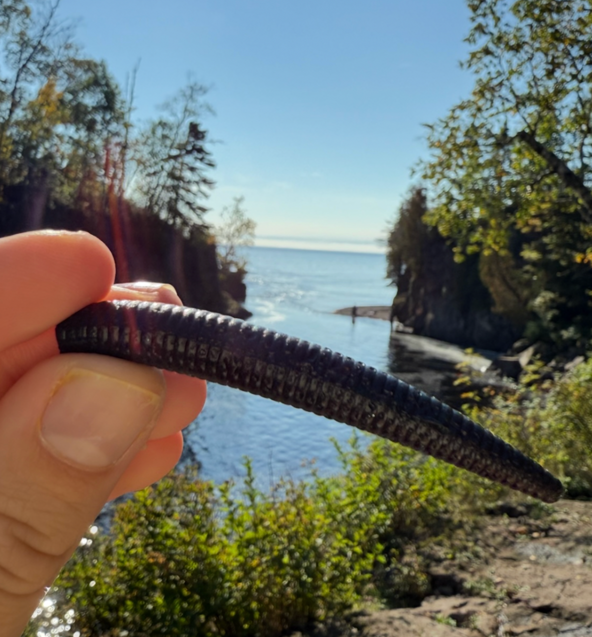 Deadly Ned (Midnight Black)