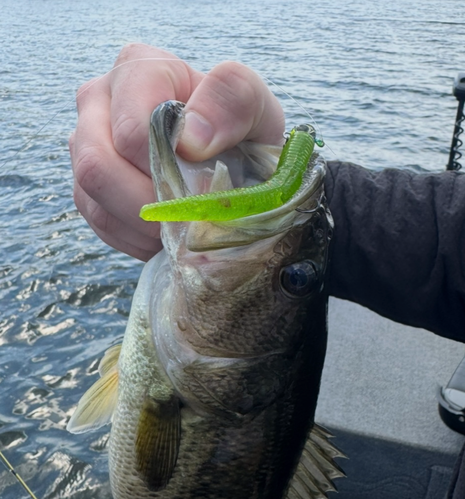 Super Bundle - MN Bass (5 Pack)